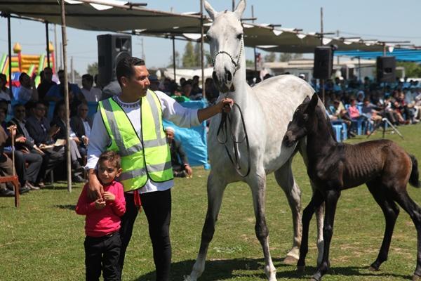 چهاردهمین جشنواره ملی زیبایی اسب اصیل ترکمن برگزار گردید