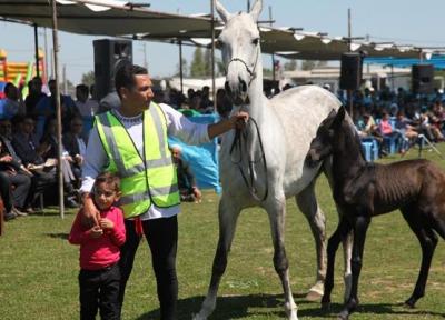 چهاردهمین جشنواره ملی زیبایی اسب اصیل ترکمن برگزار گردید